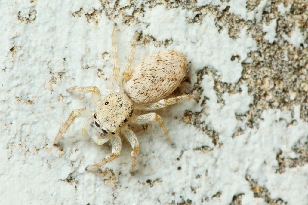 Salticus cf. mutabilis - Malta